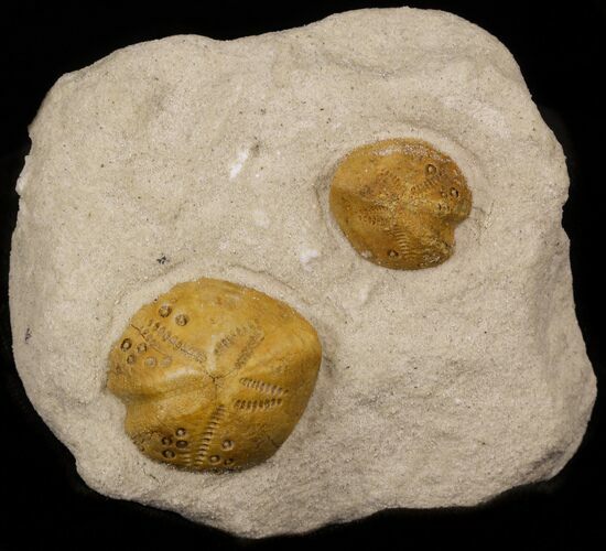 Two Lovenia Sea Urchin Fossil - Beaumaris, Australia #31076